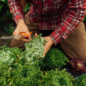 Harvesting fresh vegetables for you